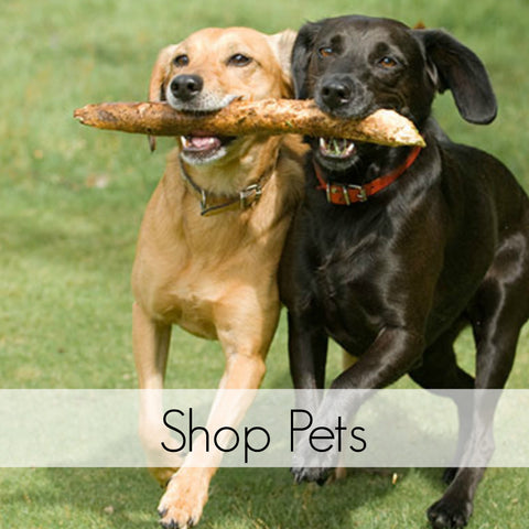 Pet Care and Safety
