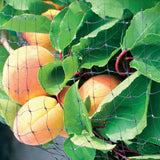Plants Trees Mesh cover For Big Areas to Protect