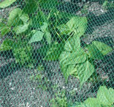 Plants Trees Mesh cover For Big Areas to Protect