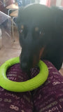 Pet Dog Training Ring to Bite Floating Durable Pet toys Dog Game