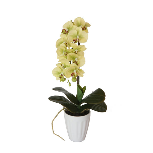 w Artificial 40cm Butterfly Orchid- Cream